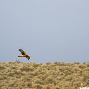 Northern Harrier.jpg