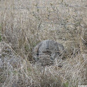 Weekend highlight - Bobcat in the wild.