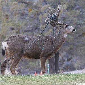 Christmas Deer in Bend, Oregon