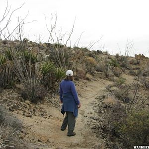 Lost Palms Trail 2