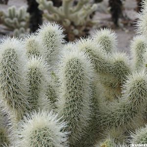 Chollo Cactus