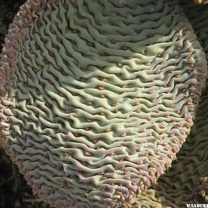 Beaver Tail Cactus