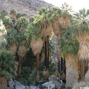 49 Palms