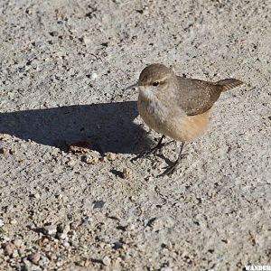 Desert Wren