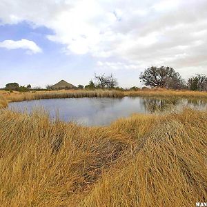 Manzanita Spring