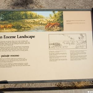 Fossil Bone Exhibit