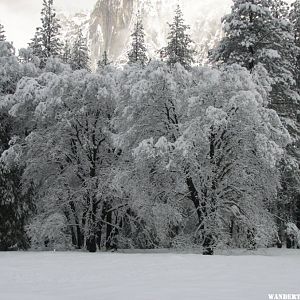 Oak trees in the meadow after snow fall.