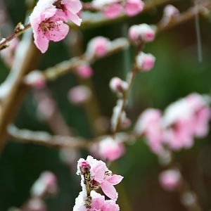 April Snow on Peach Blossoms