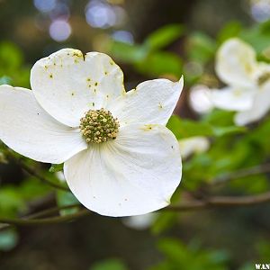 dogwood