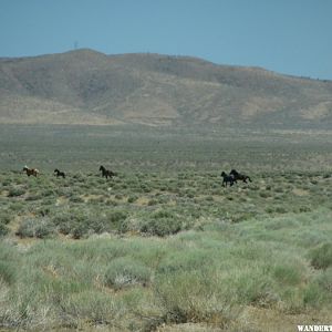 Wild Horses.JPG