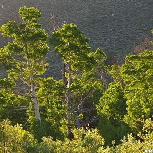 First Light In The Aspens