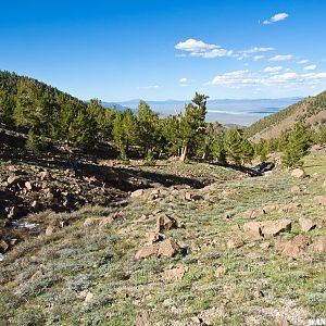 Tree Line Pine Creek Drainage