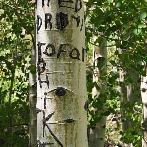 Aspen Graffiti