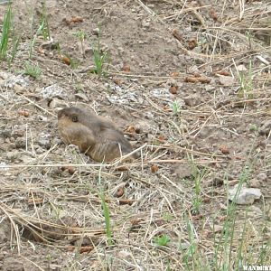 pocket gopher