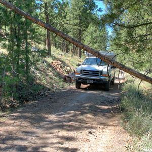 Pine Mountain Traverse: Blocked by downed tree.