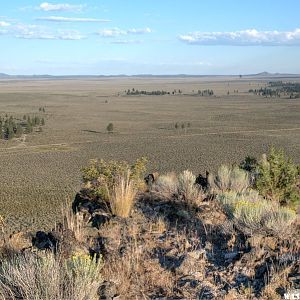 Pine Mt, view southeast: Eastern edge of Oregon forests