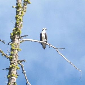 An Osprey at Paulina Lake