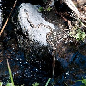 Garter Snake at Can Spring brook