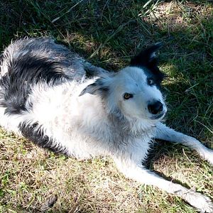 A Fisherman's Dog