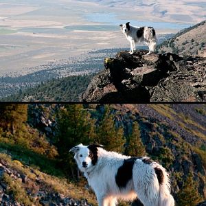 Abert-Rim Rascal-dog