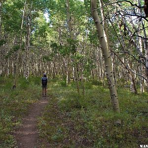 Aspen Grove