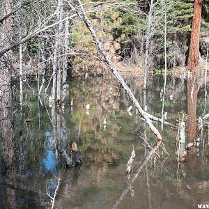 Beaver-brutalized and drowned trees