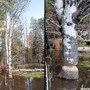 Beaver-work in mid-project