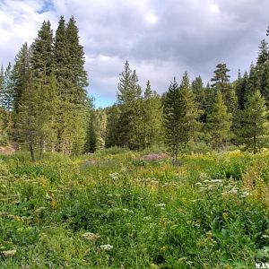 Wet Meadow at Cave Lake C.G.