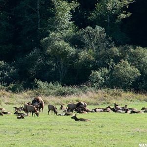 Cow Elk with their Husband