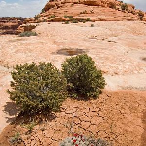 Cedar Mesa, UT