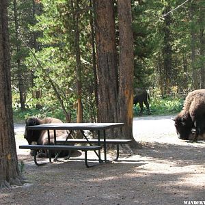 Choose your picnic location carefully.