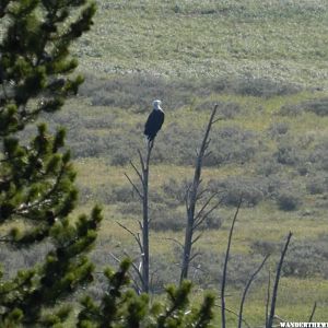 Bald Eagle in Hayden Valley