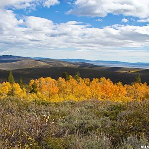 Aspens