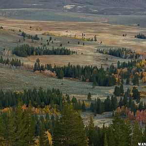 Dawn Light and Aspens