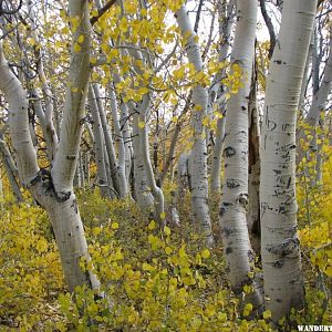 Eastern sierras fall colors