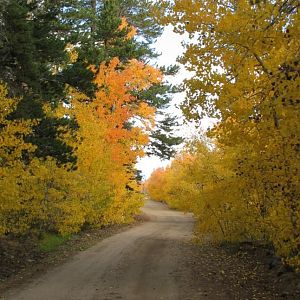 Eastern sierras fall colors