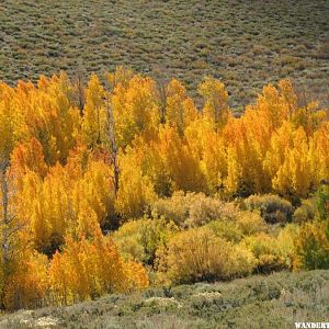 Eastern sierras fall colors