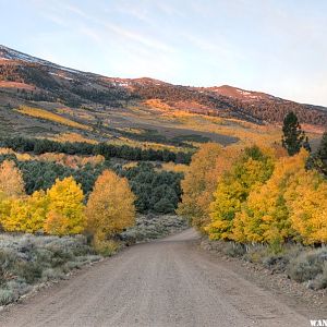 Upper Summer Meadows Dawn Aspen