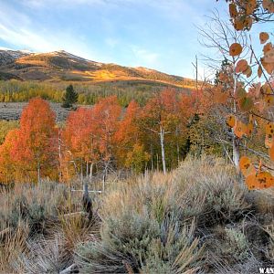 Summer Meadows Dawn Aspen