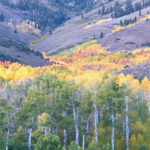 Summer Meadows Aspen