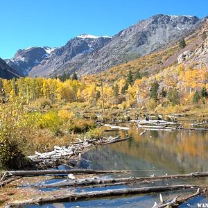 Lundy Canyon beaver pond #1