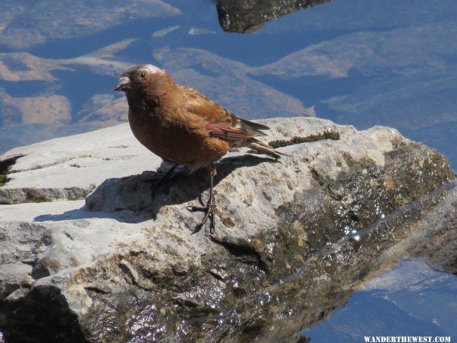 '15 61 CAN KAN RAWSON LK TR GRAY CROWNED ROSY FINCH