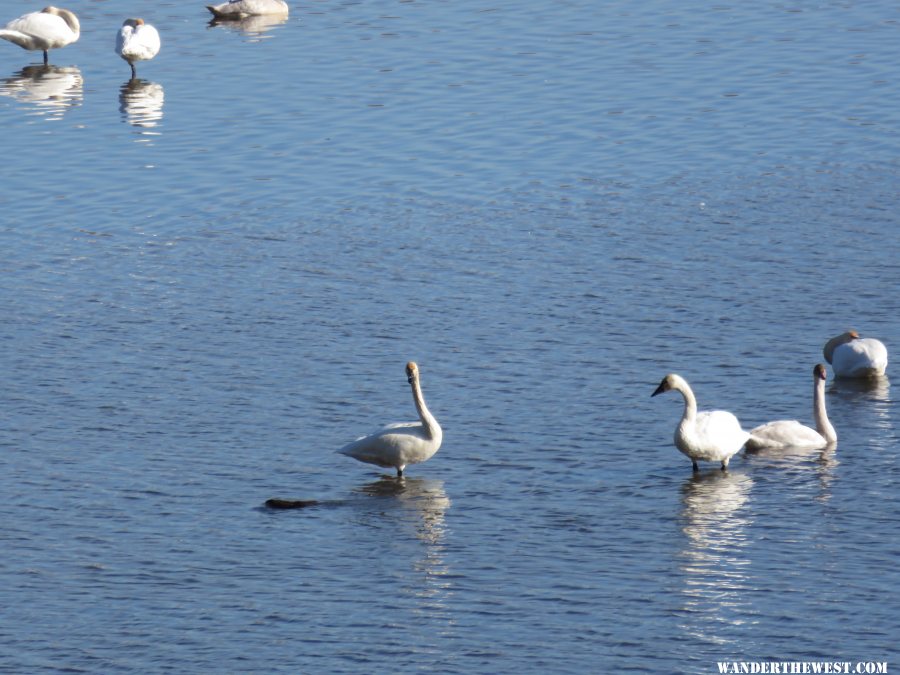 '15 MN 26 RENO TUNDRA SWANS