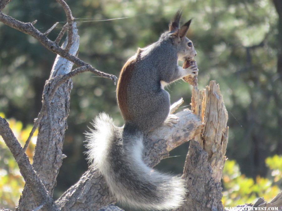 '16 Y47 AZ, MOGOLLON RIM VW, ALBERTS SQUIRREL | Wander The West