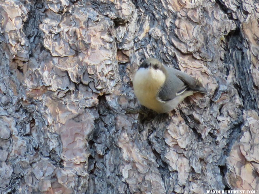 '16 Y82 AZ, MOGOLLON RIM VW, PYGMY NUTHATCH