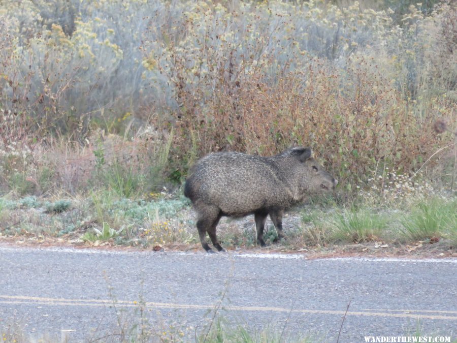 '16 Y83 NM, GILA NF JAVELINA