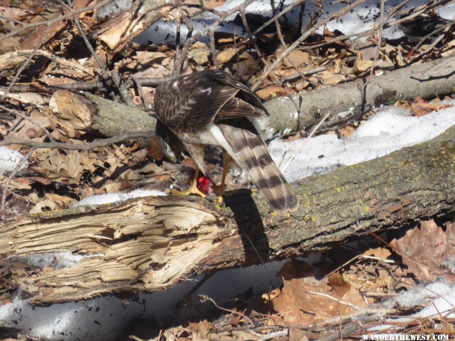 '17 IA A11 SHARPED SHINNED HAWK