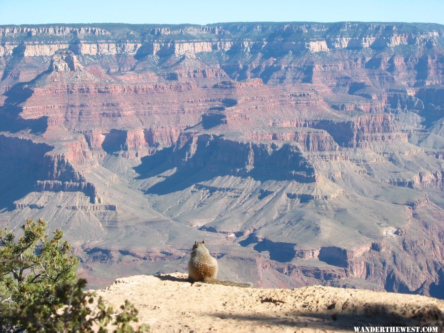 2013 068 GRAND CANYON SRIM SQUIRREL VIEWING