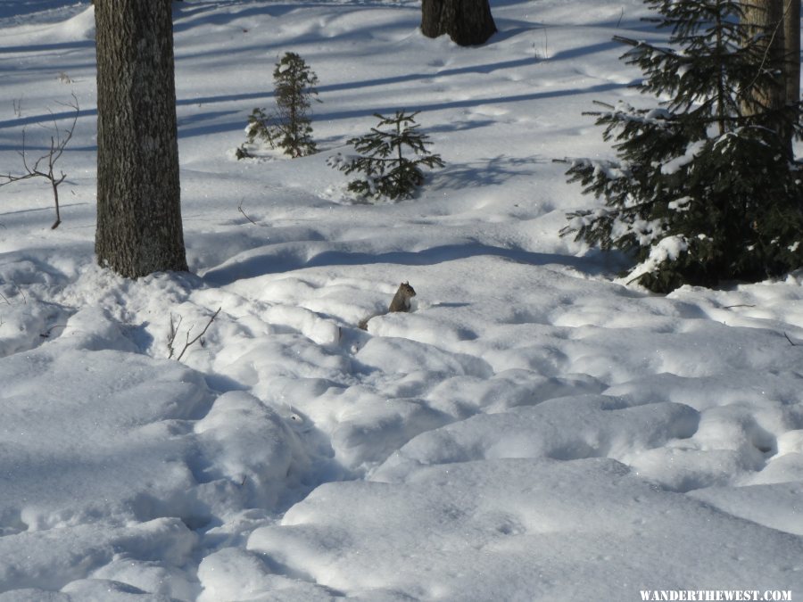 2014 21 FEB HOME SQUIRREL