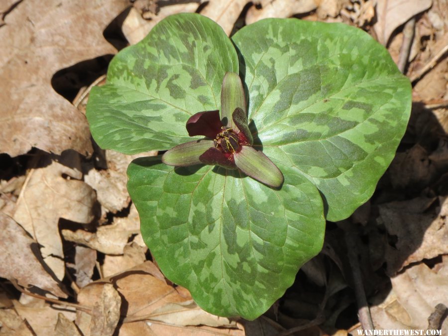 2014 GA MTNS 81 AT HOGPEN GAP PURPLE TRILLIUM